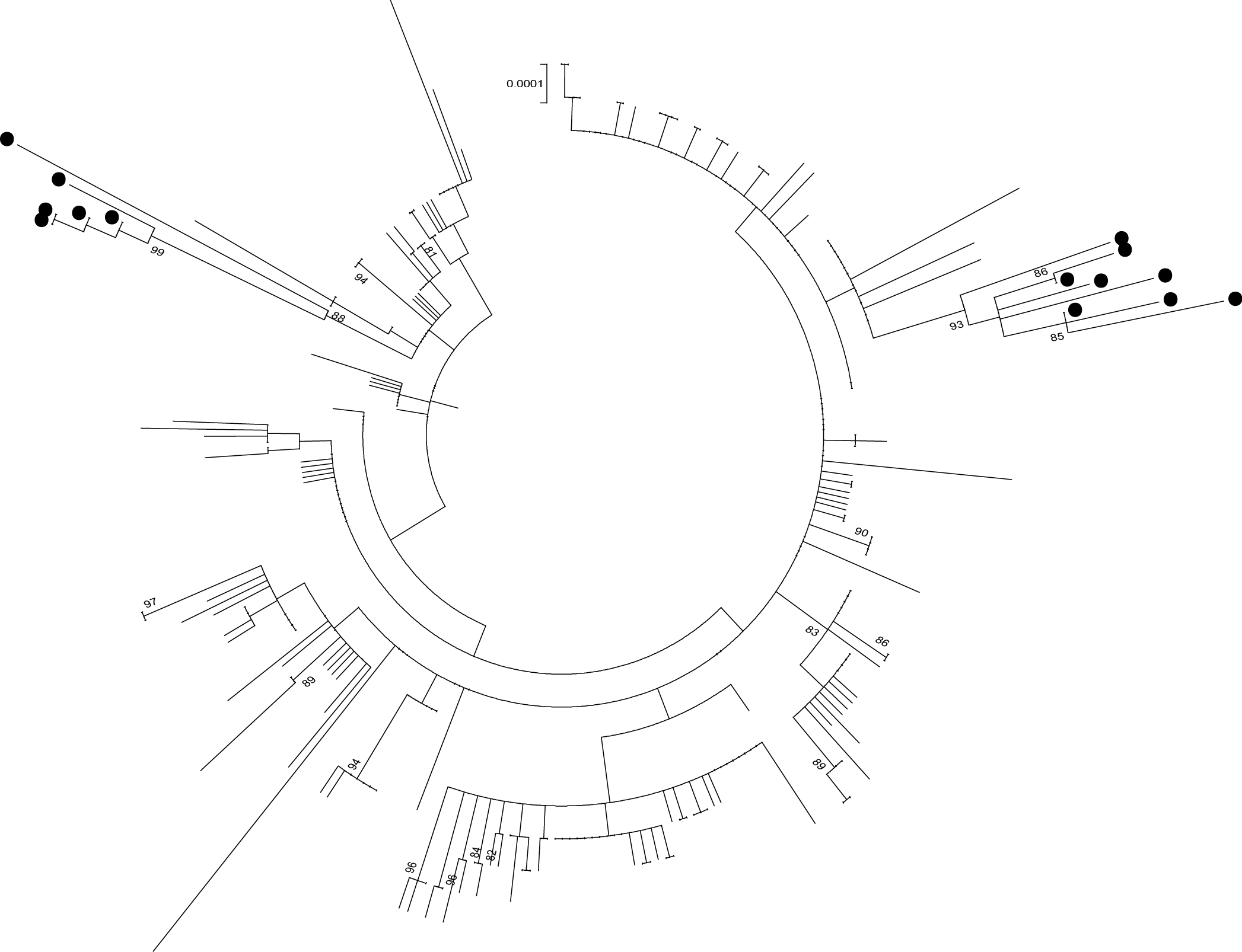 Early phylogenetic analysis with MinION sequences in black