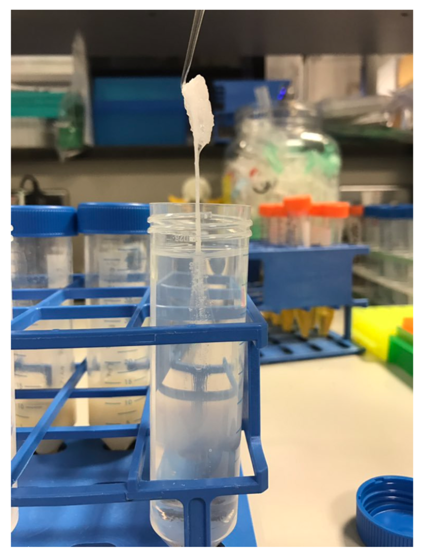 A Phenol Chloroform Protocol For Extracting Dna From Free Download